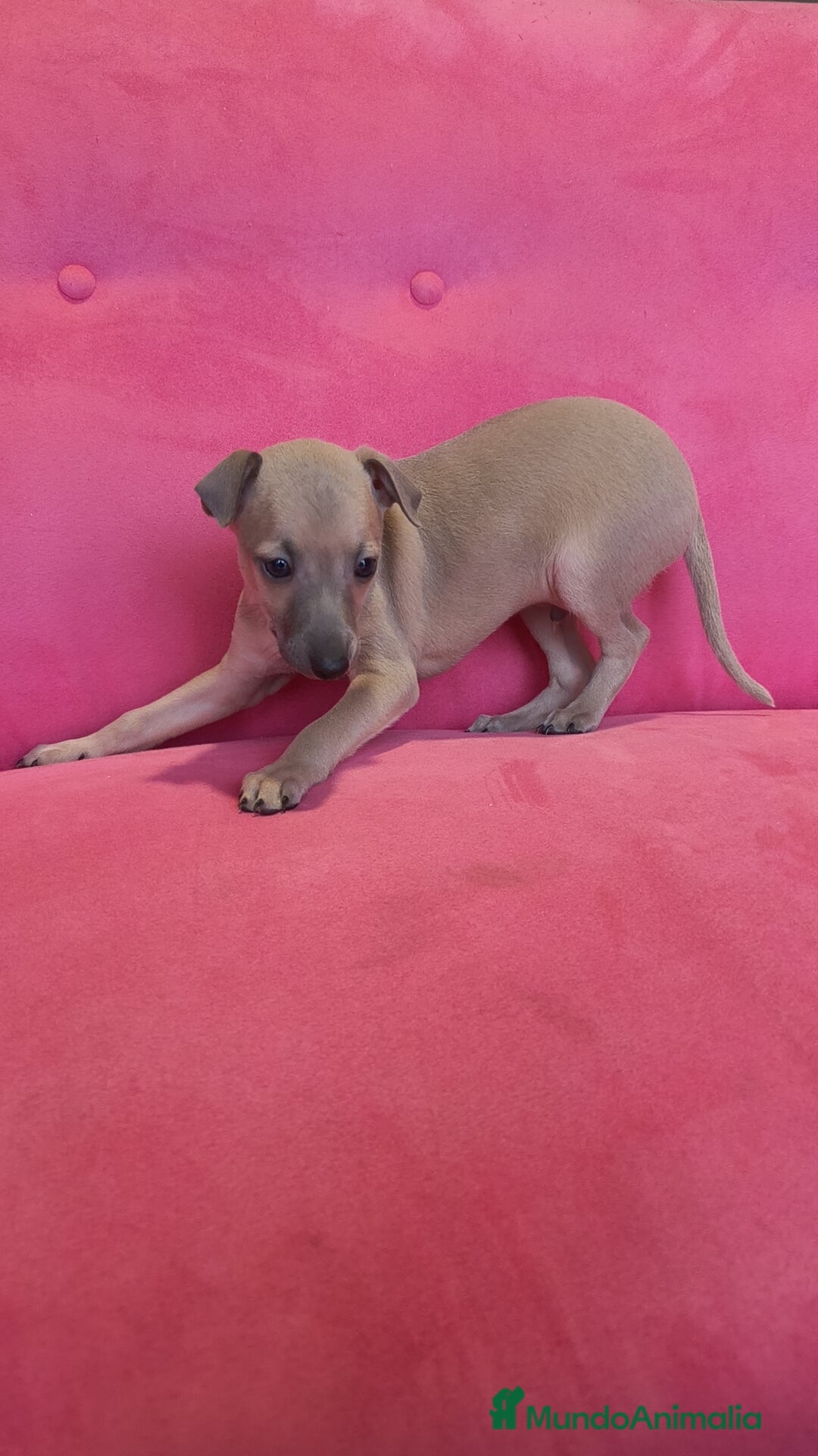 Pequeño Lebrel Italiano perros en venta: Pequeño lebrel Italiano Piccolo Galgo  - Anuncio 1