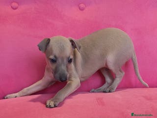 Pequeño Lebrel Italiano perros Pequeño lebrel Italiano Piccolo Galgo - Anuncio 35