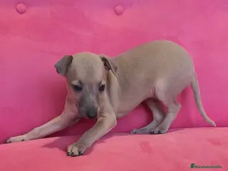 Pequeño Lebrel Italiano perros Pequeño lebrel Italiano Piccolo Galgo - Anuncio 6
