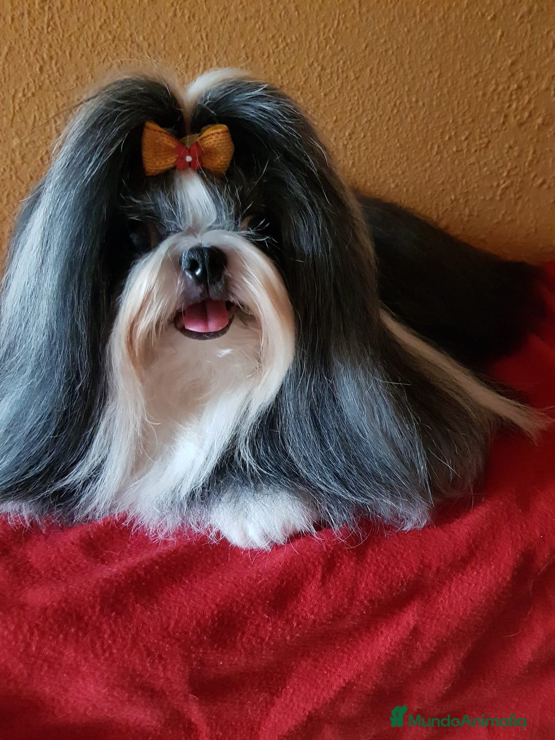 Shih Tzu perros en venta: Shit tzu mini - Anuncio 19