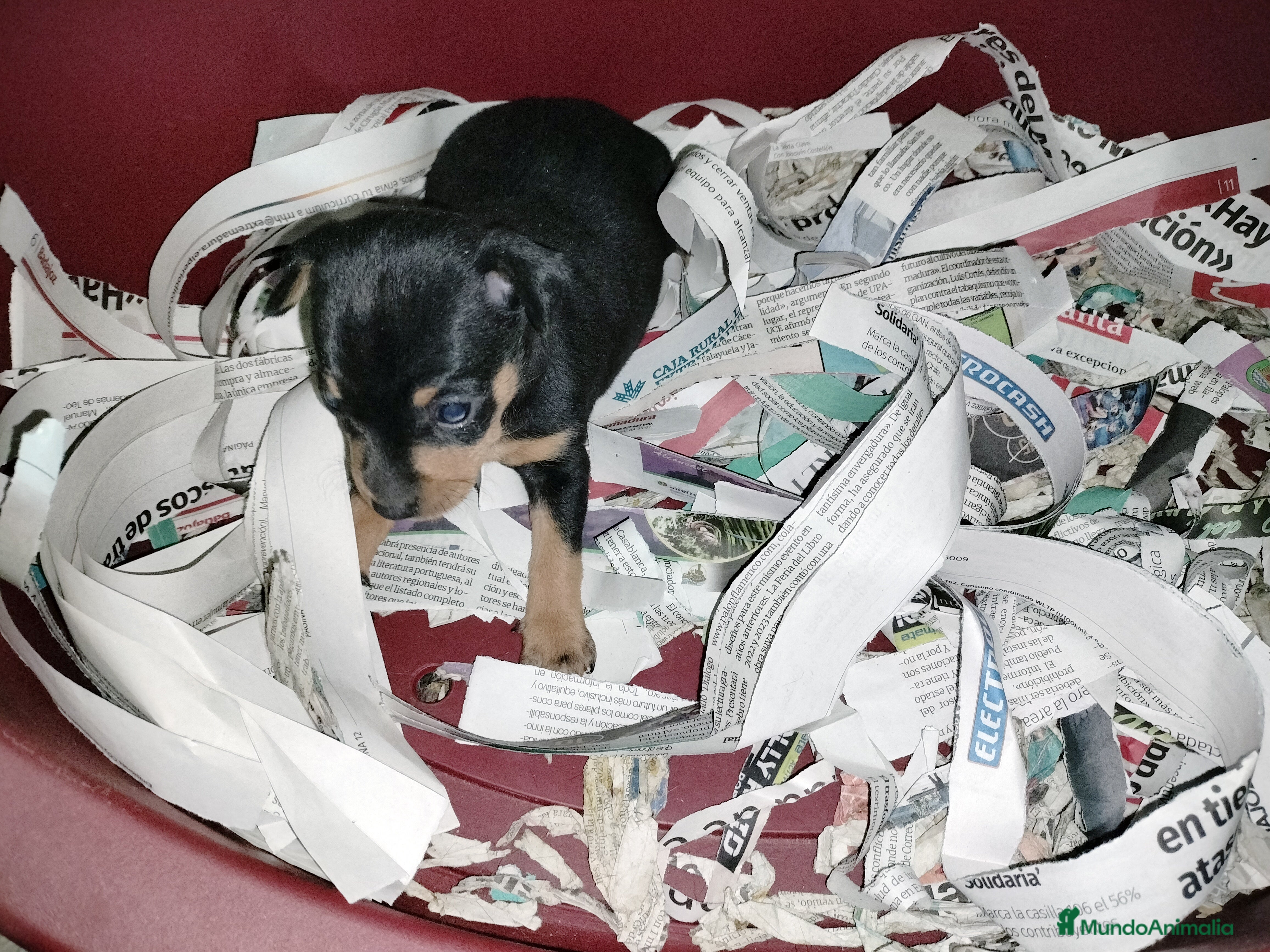 Pinscher Miniatura perros Pincher miniatura en Badajoz - Anuncio 2