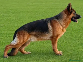 Pastor Alemán perros Cachorros De Pastor Alemán - Anuncio 1