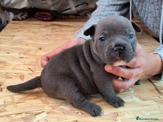 American Bully perros American bully exotic - Anuncio 4
