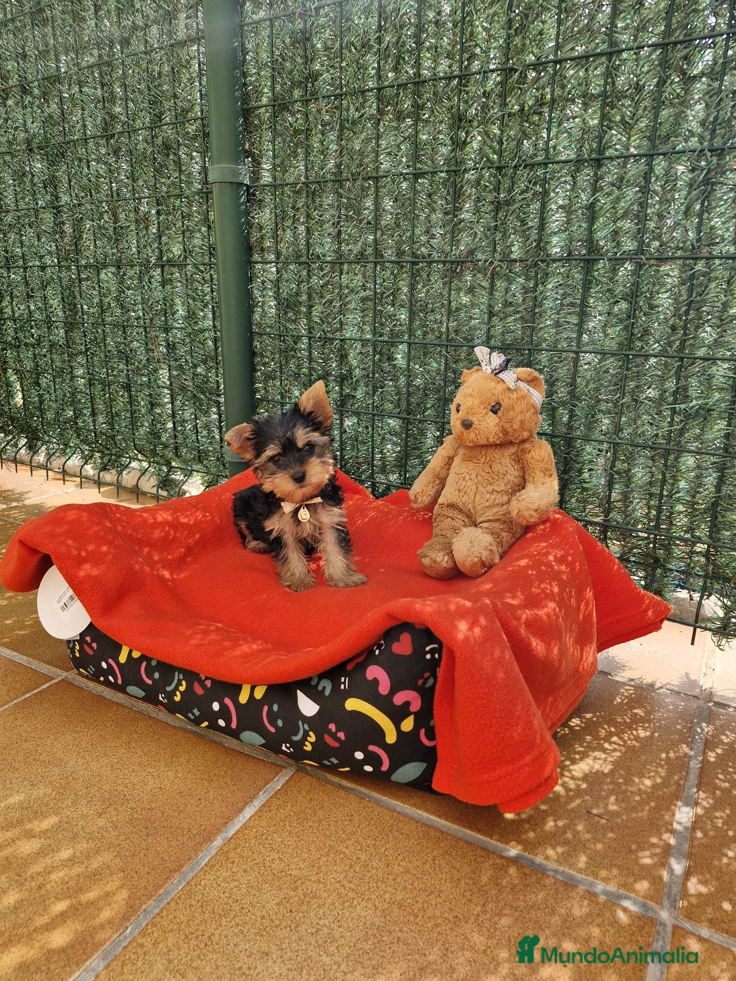 Yorkshire Terrier perros Yorkshire preciosos en Barcelona - Anuncio 2