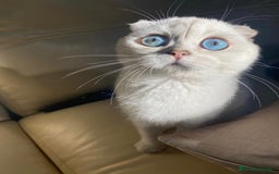 Scottish Fold gatos en venta: Cachorro Scottish Fold - Imagen 2