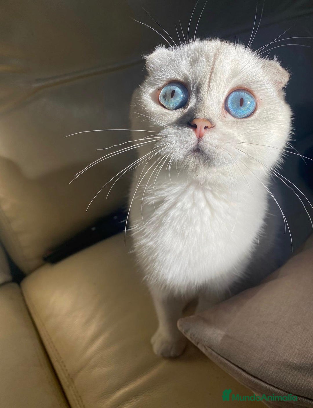 Scottish Fold gatos en venta: Cachorro Scottish Fold - Imagen 2