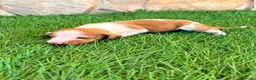 Teckel Miniatura perros en venta: Teckel miniatura bicolor  - Anuncio 17
