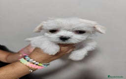 Bichón Maltés perros en venta: Cruce bichón maltes con shitzu  - Imagen 2