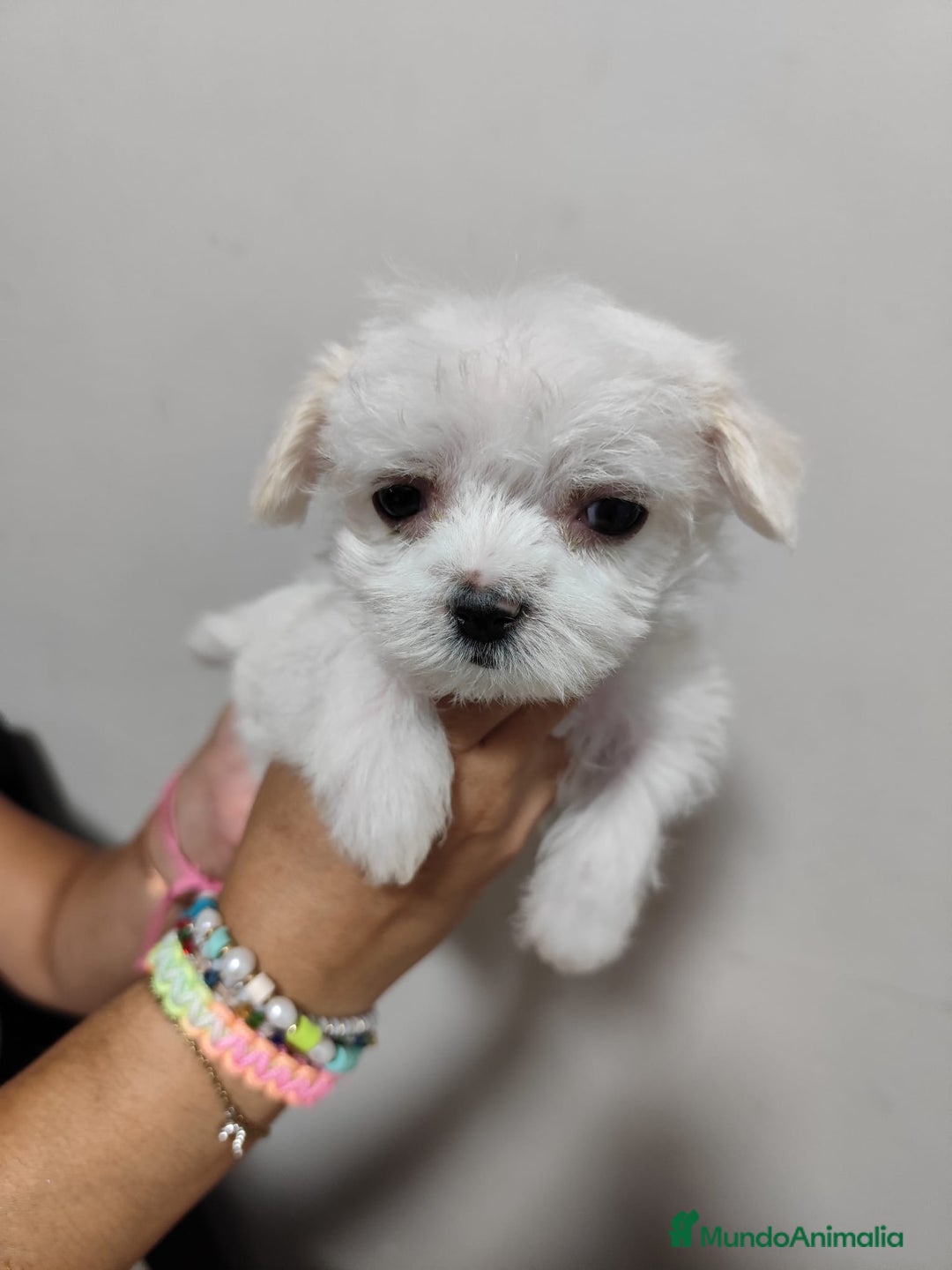 Bichón Maltés perros en venta: Cruce bichón maltes con shitzu  - Imagen 2