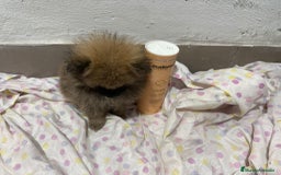 Pomerania perros en venta: Lulu pomerania mini toy  - Imagen 17
