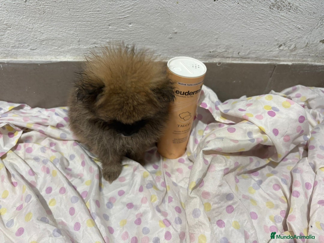 Pomerania perros en venta: Lulu pomerania mini toy  - Imagen 17