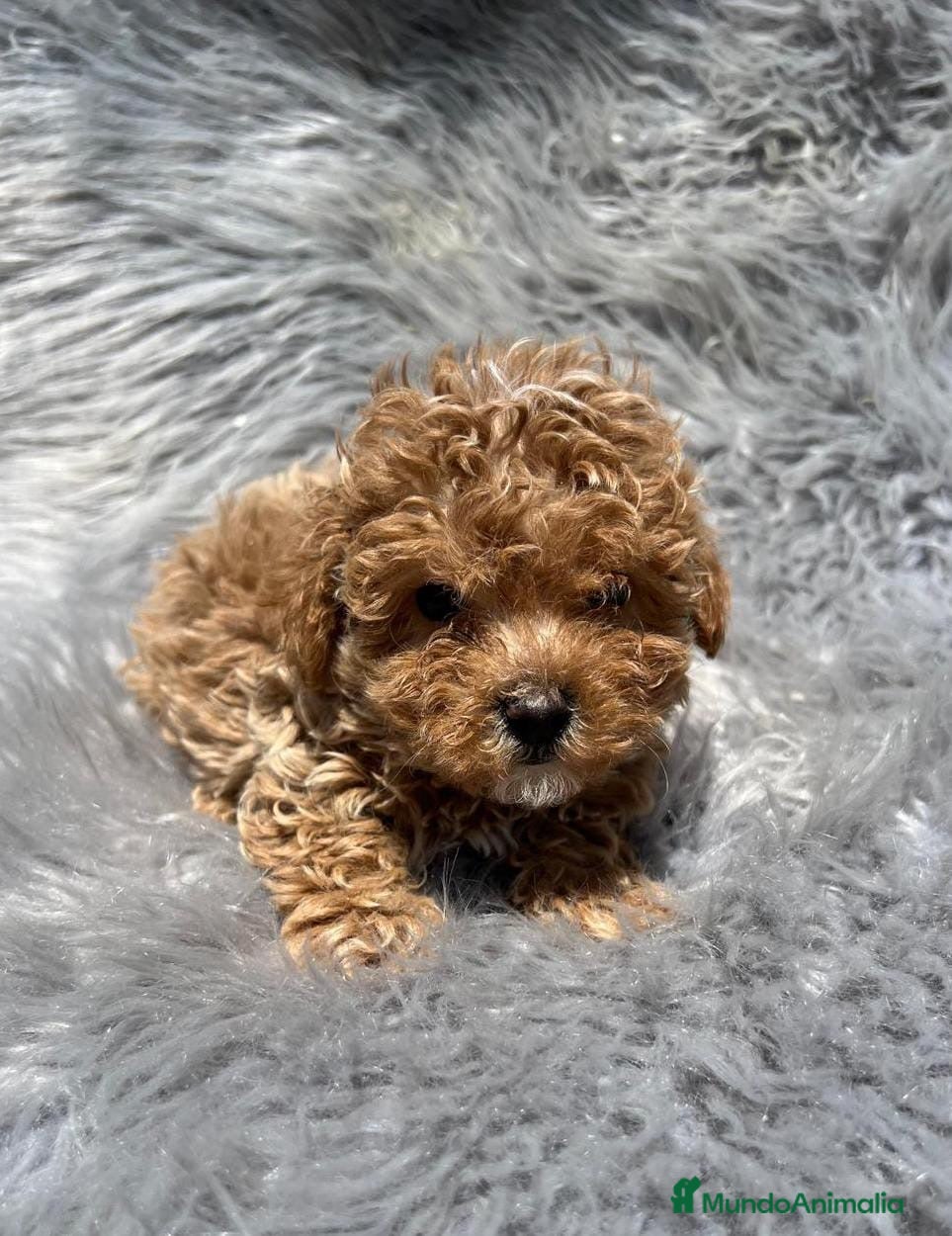 Maltipoo perros MALTIPOO TOY MUY RIZADITOS - Anuncio 2