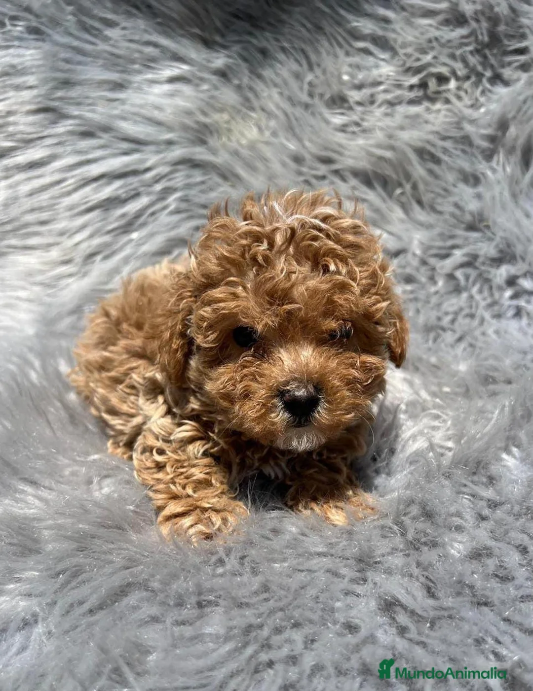 Maltipoo perros en venta: MALTIPOO TOY MUY RIZADITOS - Anuncio 2