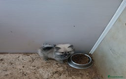 Pomerania perros en venta: PRECIOSA HEMBRITA POMERANIA - Imagen 1
