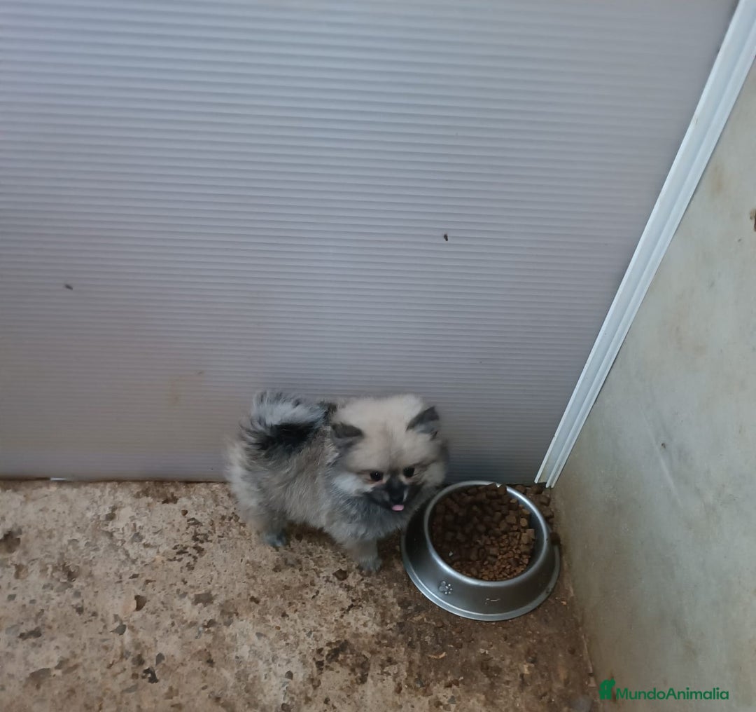Pomerania perros en venta: PRECIOSA HEMBRITA POMERANIA - Anuncio 3