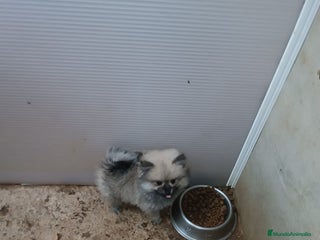 Pomerania perros - Anuncio 19