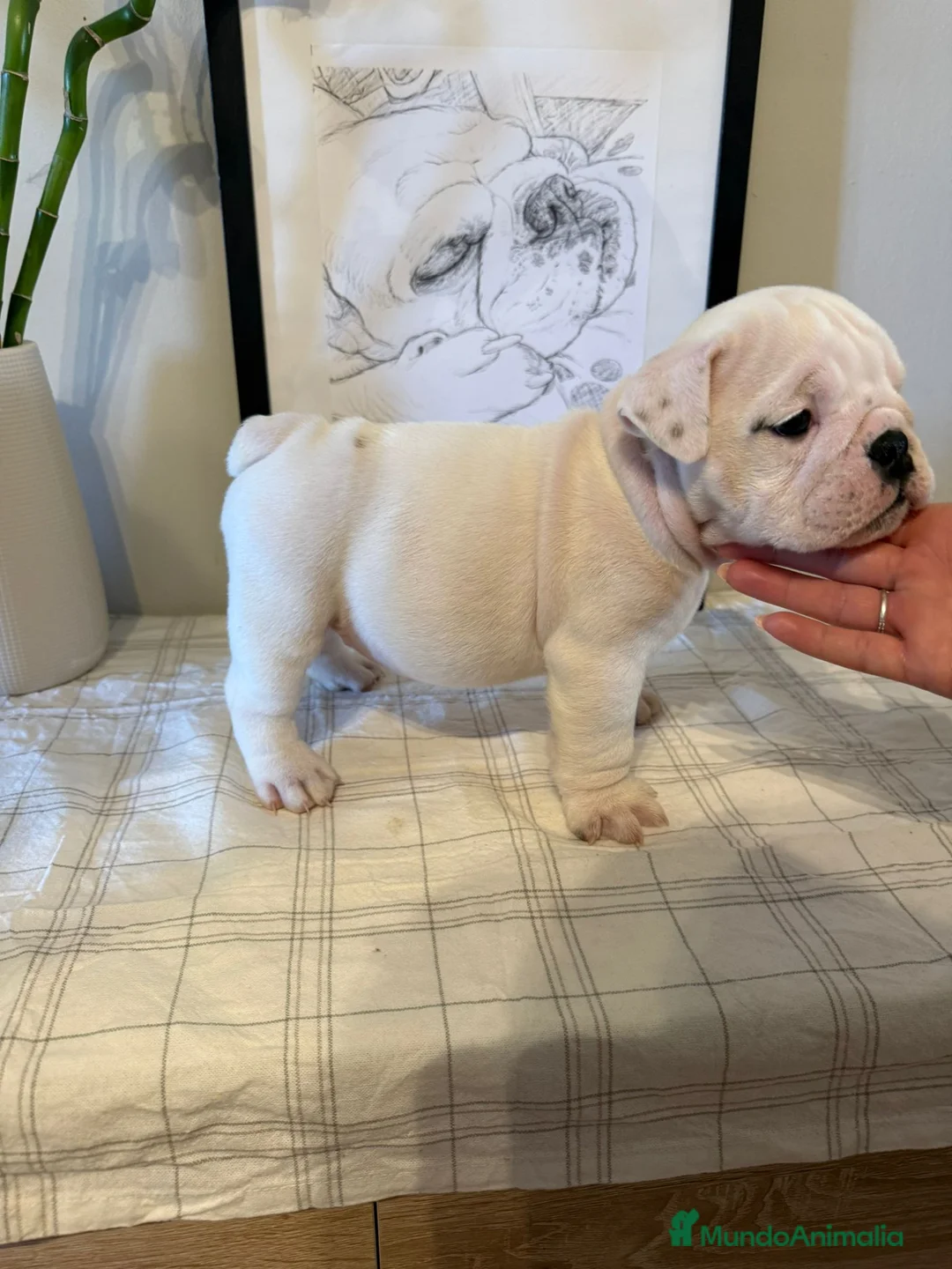 Bulldog Inglés perros en venta: Bulldog ingles calidad  - Anuncio 3