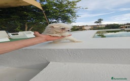 Bichón Maltés perros en venta: Bichón maltés toy - Imagen 4