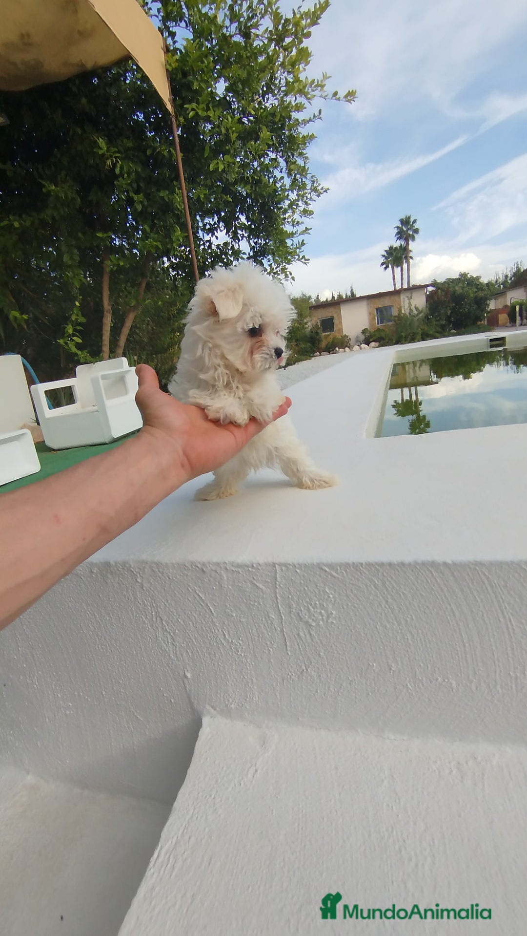 Bichón Maltés perros en venta: Bichón maltés toy - Imagen 4