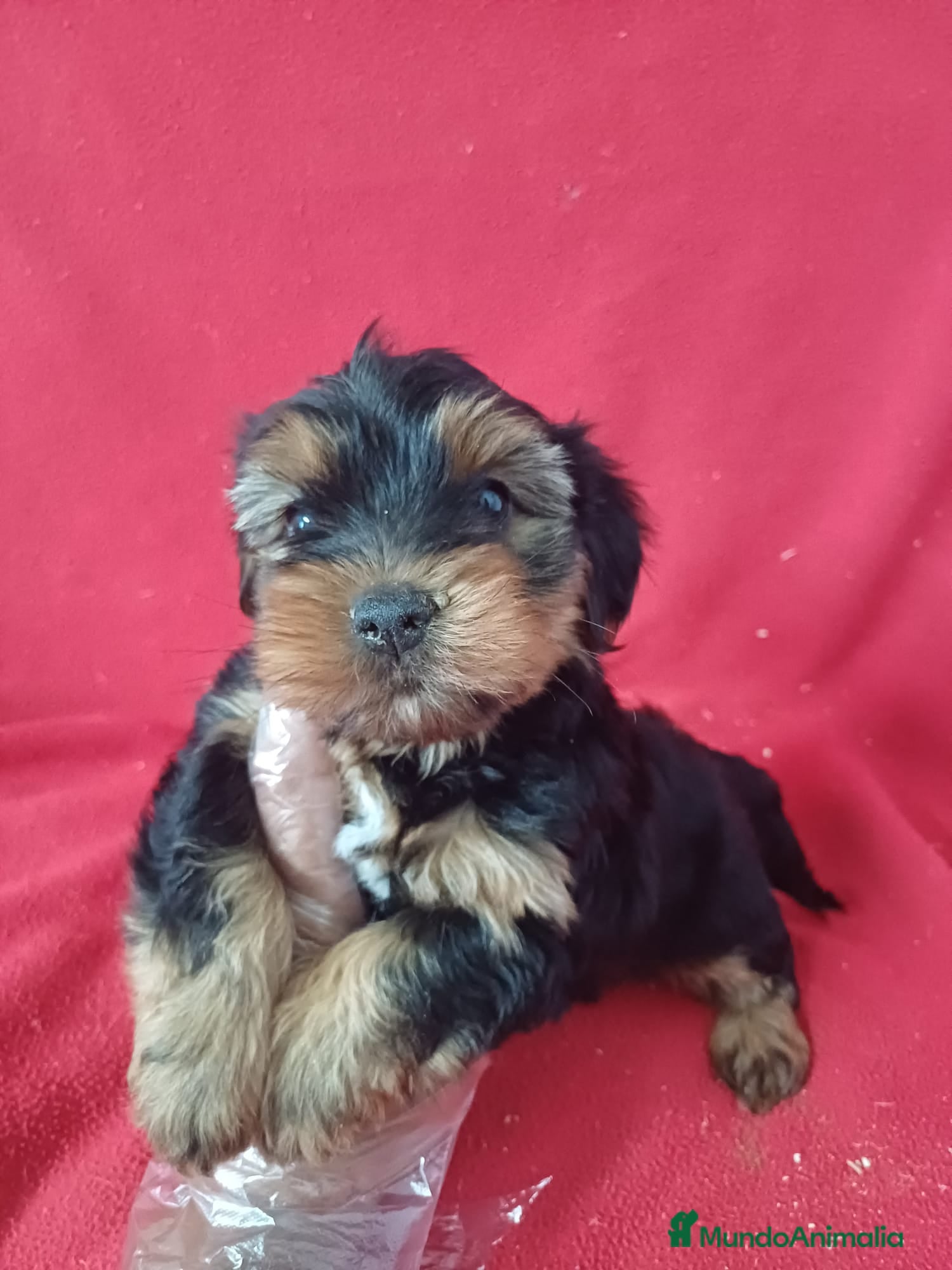 Yorkshire Terrier perros Yorkshire Terrier  - Anuncio 1