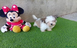 Biewer Yorkshire Terrier a la Pom Pon perros en venta: OPORTUNIDAD VERANO  - Imagen 1