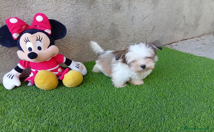 Biewer Yorkshire Terrier a la Pom Pon perros - Propaganda 2