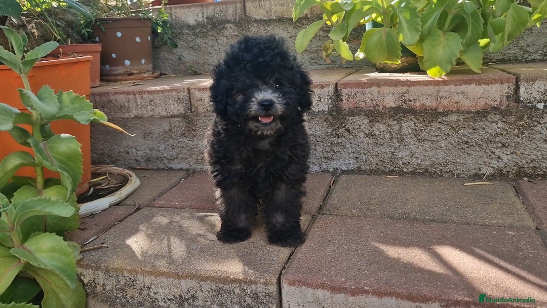 Caniche Enano perros en venta: Caniches enanos color plata - Imagen 1