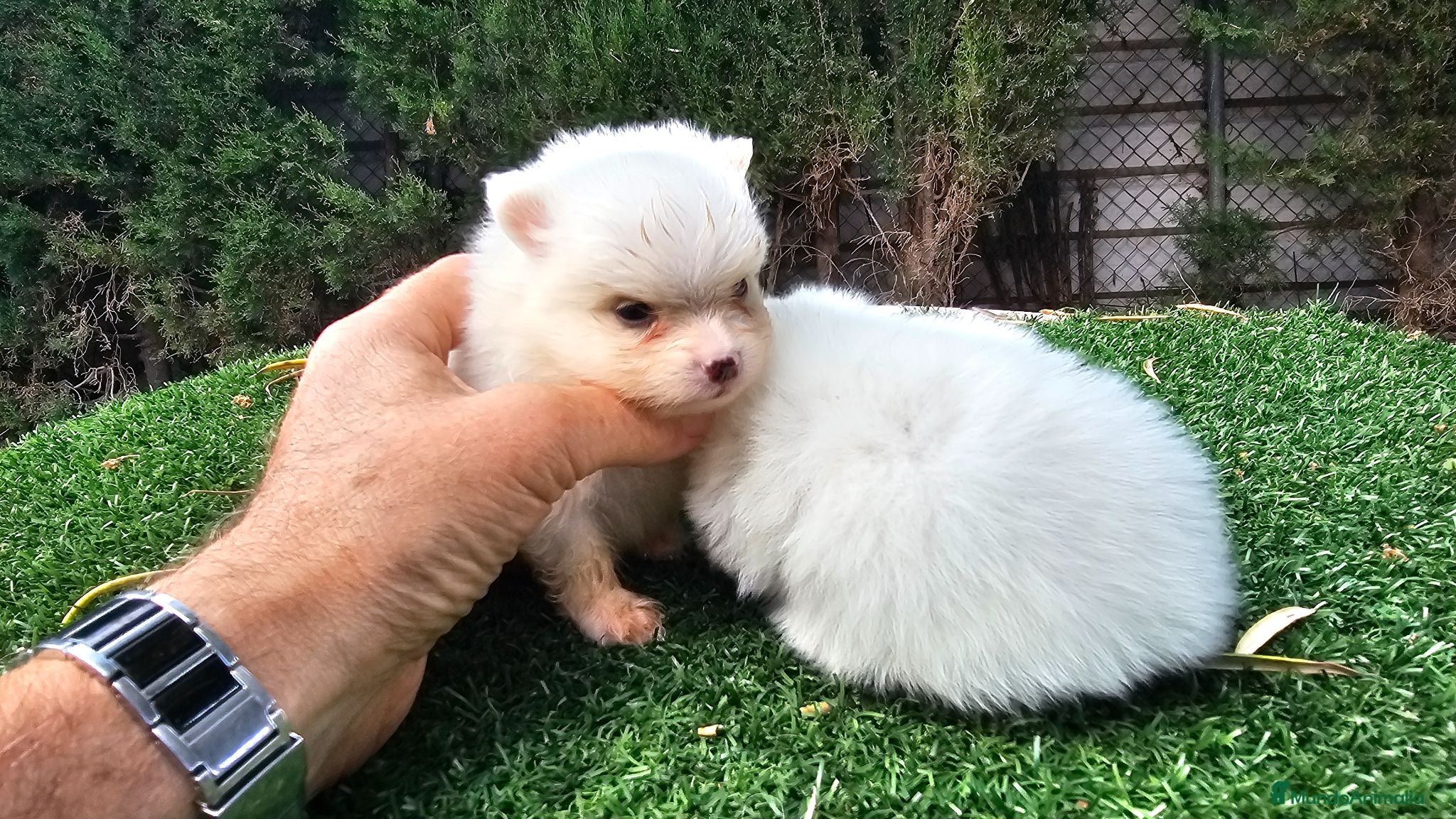 Pomerania perros Cachorritos Pomerania mini toy - Anuncio 1