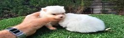 Pomerania perros en venta: Cachorritos Pomerania mini toy - Anuncio 1