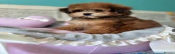 Maltipoo perros en venta: Maltipoo Toy muy bonita con vacunación completa!! - Anuncio 4