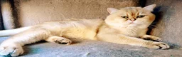Británico de Pelo Corto gatos para monta: MONTA DE GATOS - Anuncio 2