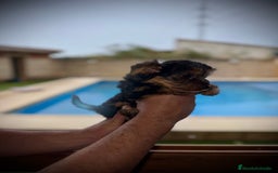 Yorkshire Terrier perros en venta: Yorkshire mini - Imagen 5