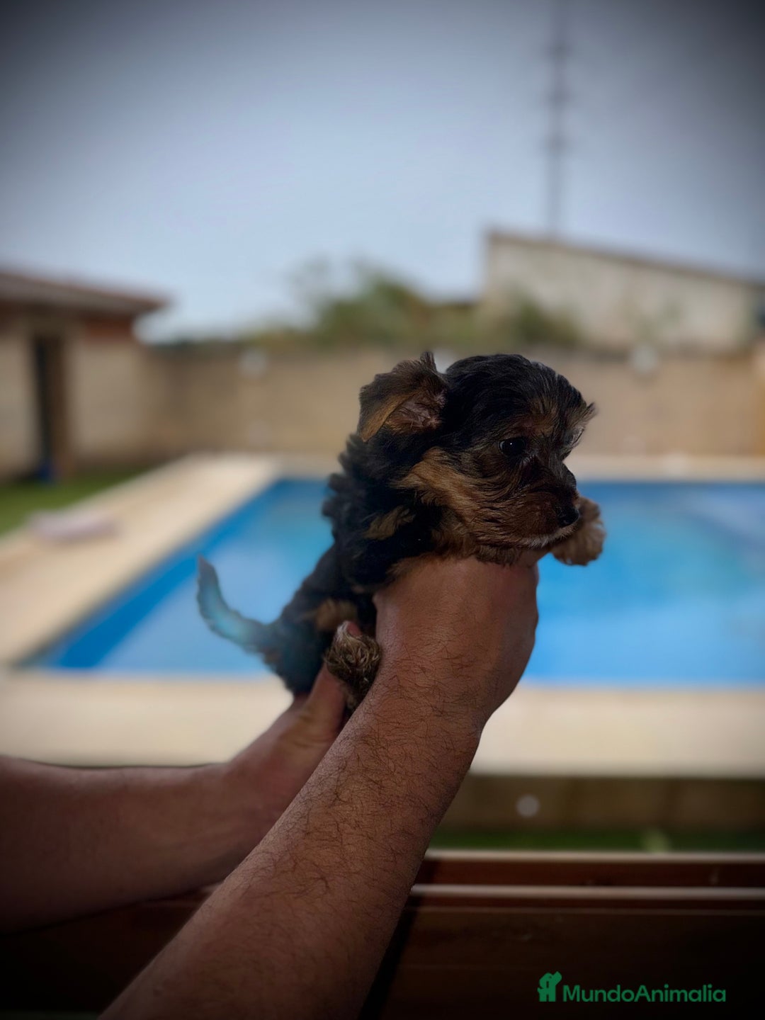 Yorkshire Terrier perros en venta: Yorkshire mini - Imagen 5