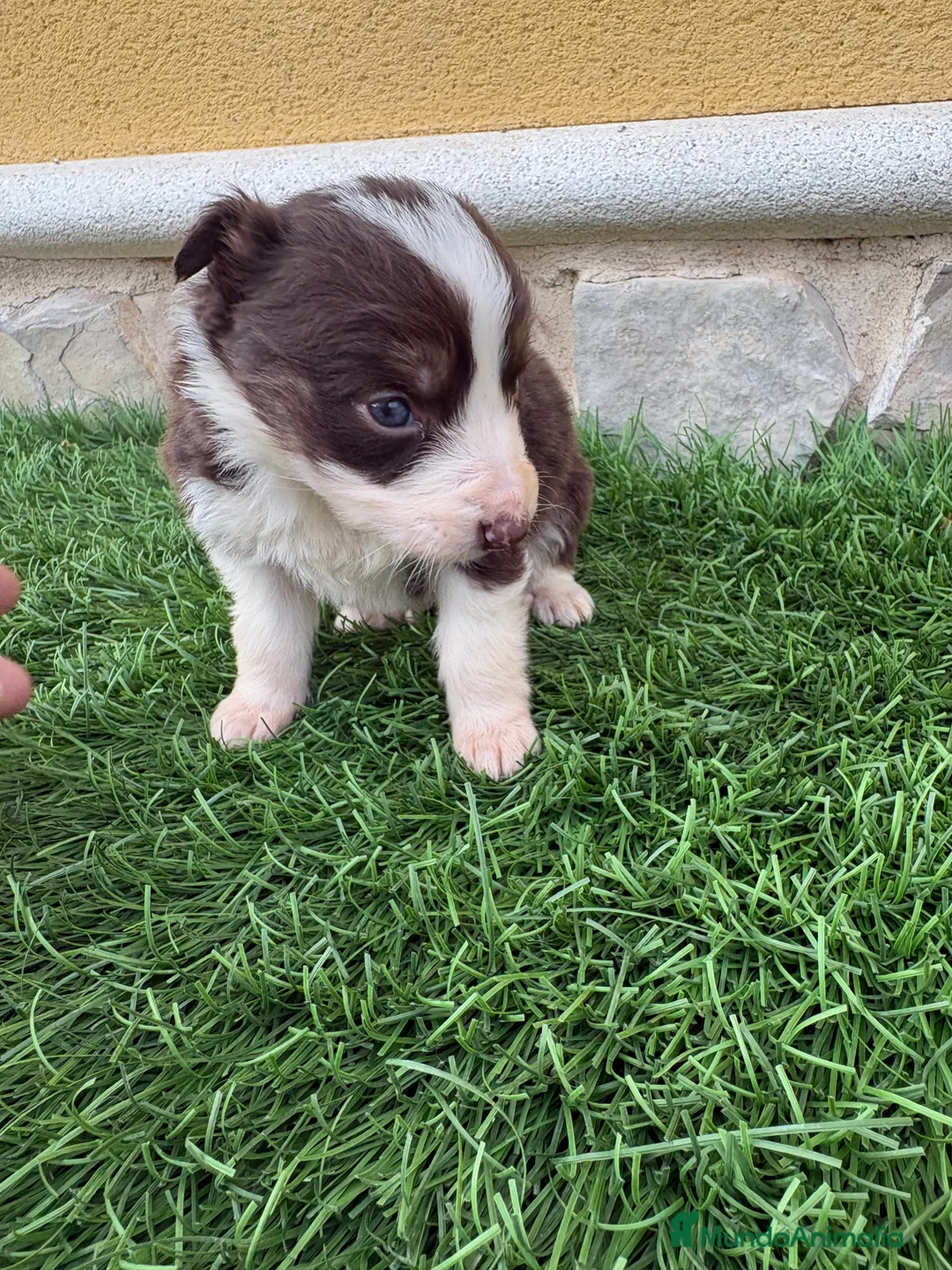 Border Collie perros en venta: Border Collie hembra chocolate  - Anuncio 6