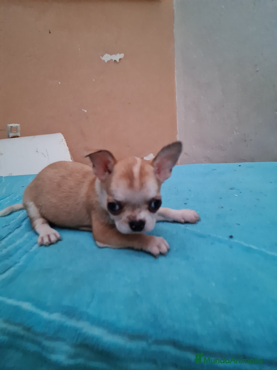 Chihuahua perros en venta: Chihuahuas toy - Imagen 8