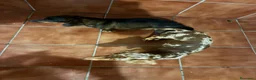 Teckel Miniatura perros en venta: Teckel mini  - Anuncio 4
