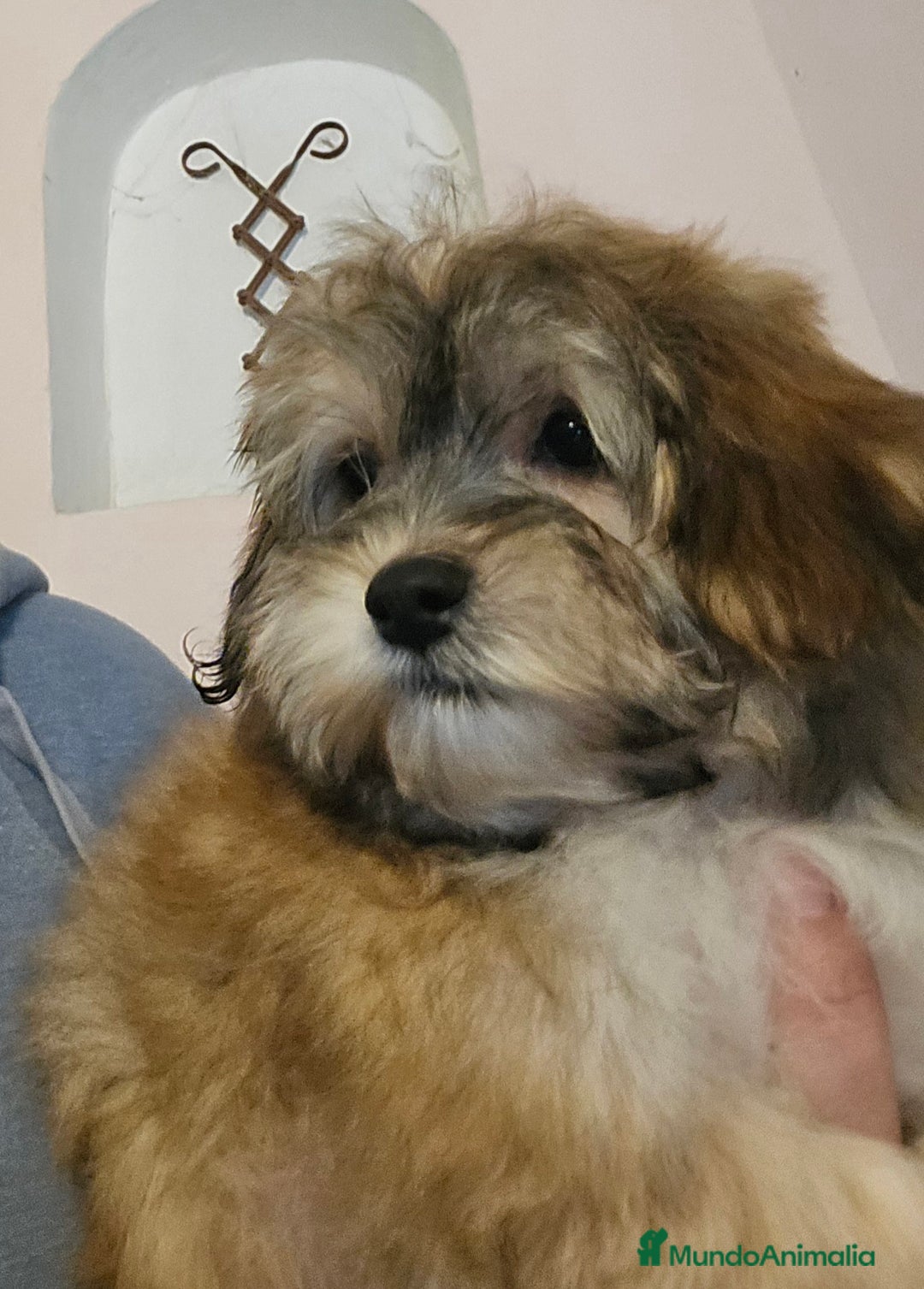 Bichón Habanero perros en venta: BICHON HABANERO - Anuncio 1