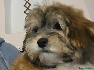 Bichón Habanero perros BICHON HABANERO - Anuncio 1