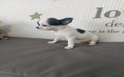 Chihuahua perros en venta: Chihuahua hembra  - Imagen 5