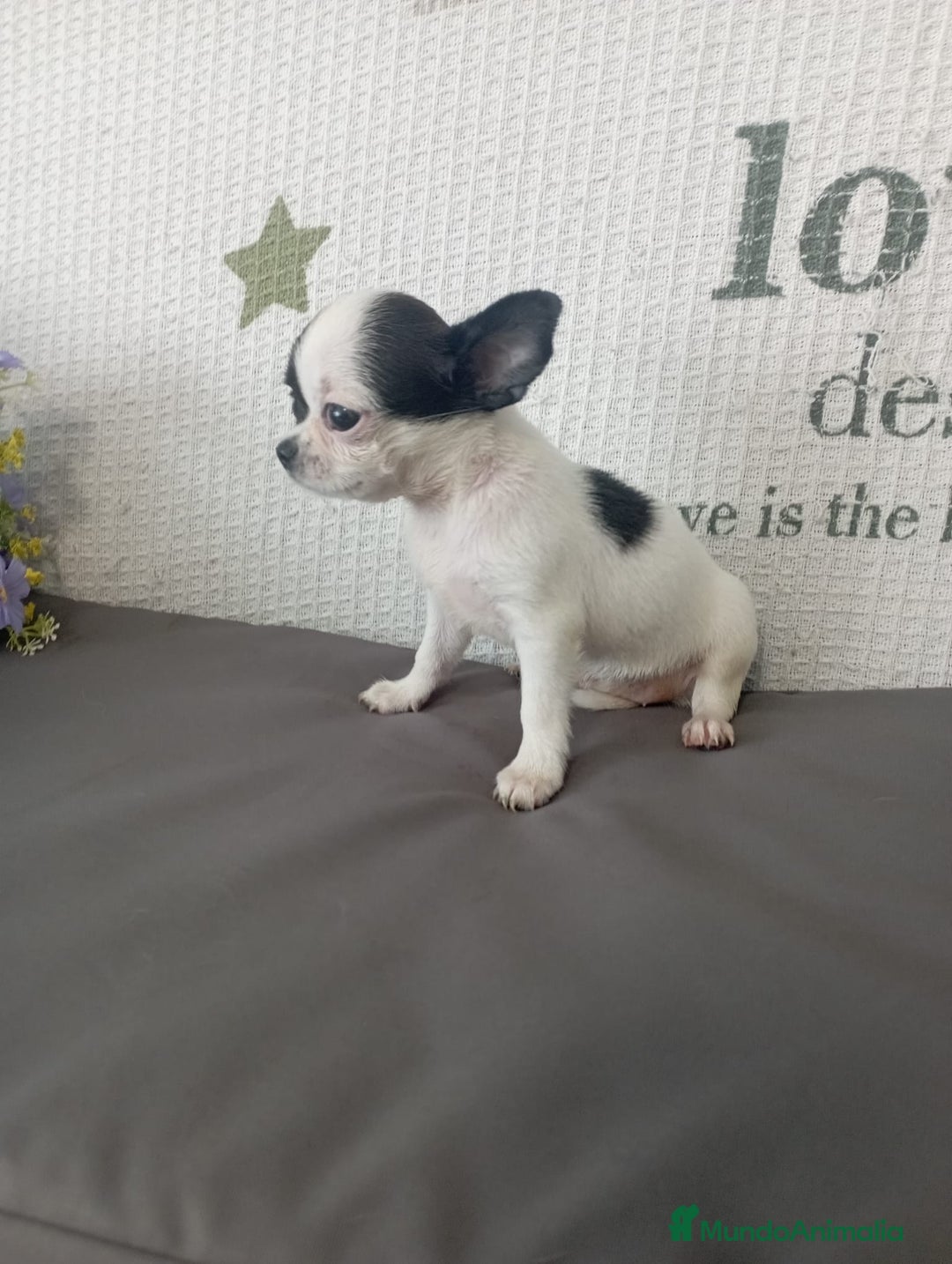 Chihuahua perros en venta: Chihuahua hembra  - Imagen 5