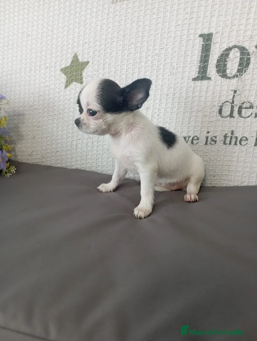 Chihuahua perros en venta: Chihuahua hembra  - Anuncio 5