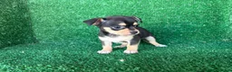 Chihuahua perros en venta: chihuahua - Anuncio 4