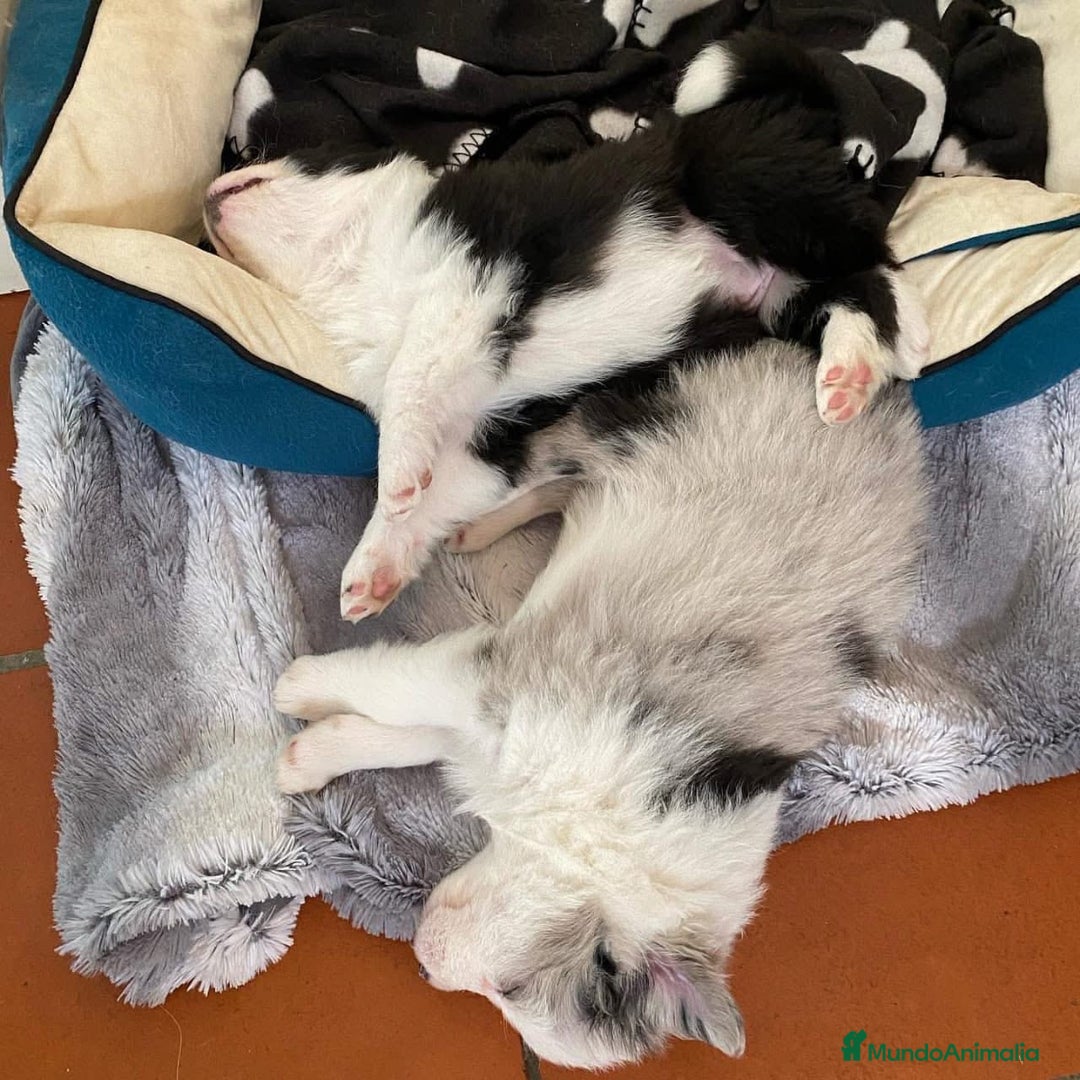 Border Collie perros en venta: border collie toda españa - Anuncio 3