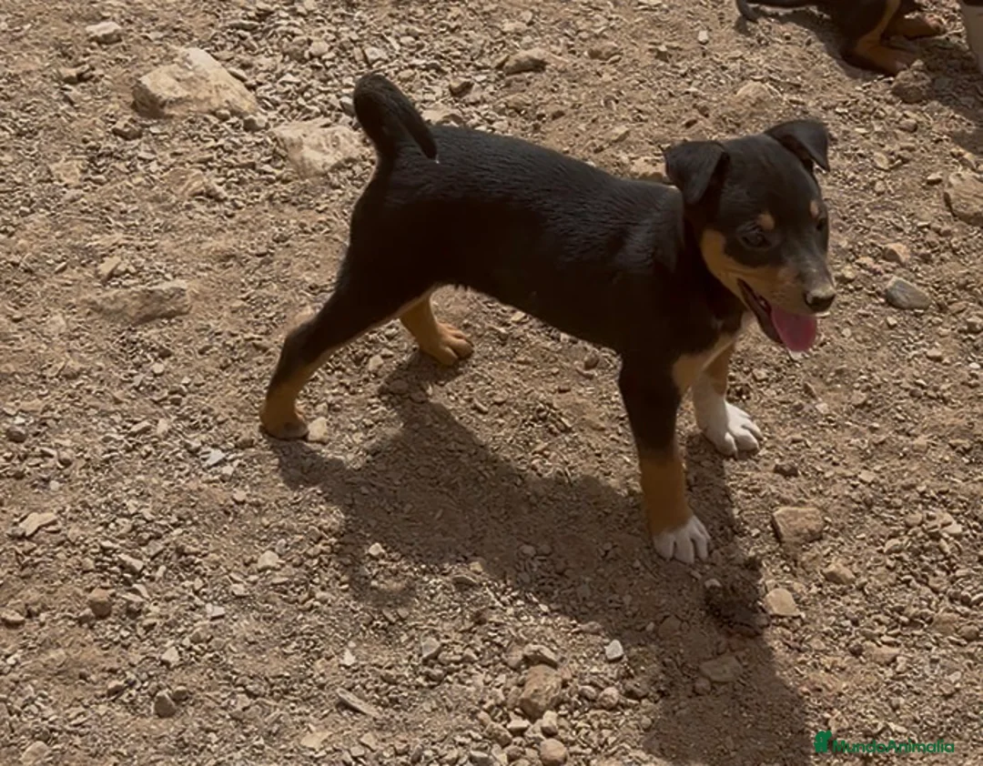 Raza Mixta perros en venta: Hembra mestiza de mini Pincher  - Anuncio 1