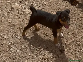 Raza Mixta perros Hembra mestiza de mini Pincher - Anuncio 1