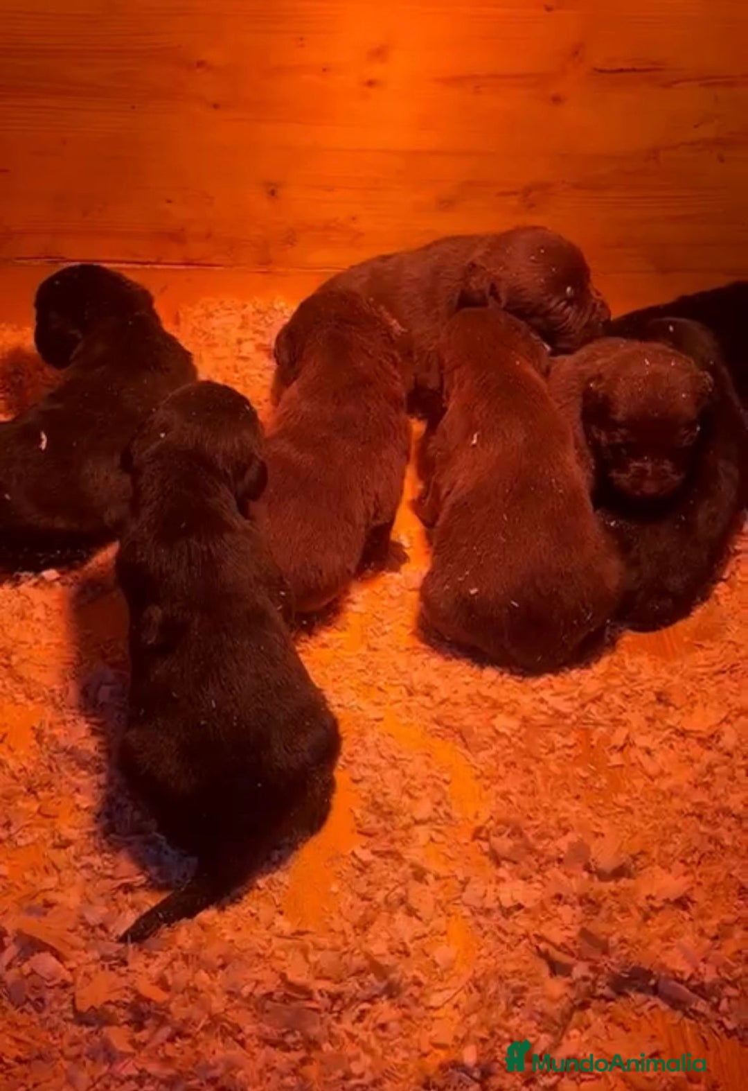 Labrador Retriever perros en venta: Labrador retriever nuevas camadas - Anuncio 4