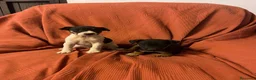 Raza Mixta perros en venta: Excelentes cachorras bodeguero con pinscher  - Anuncio 2