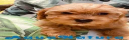 Bichón Habanero perros en venta: Havapoo Hembra de Haya y Alejo 6891 - AQUANATURA en Barcelona - Anuncio 4