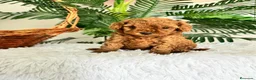 Caniche Toy perros en venta: CANICHE TOY HEMBRA - Anuncio 5
