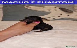 Caniche Toy perros en venta: CANICHES TOY MACHOS Y HEMBRA - Imagen 3